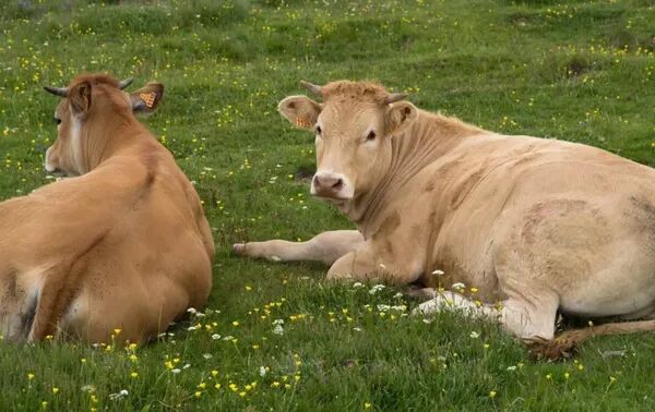 Vente de Viande Octobre